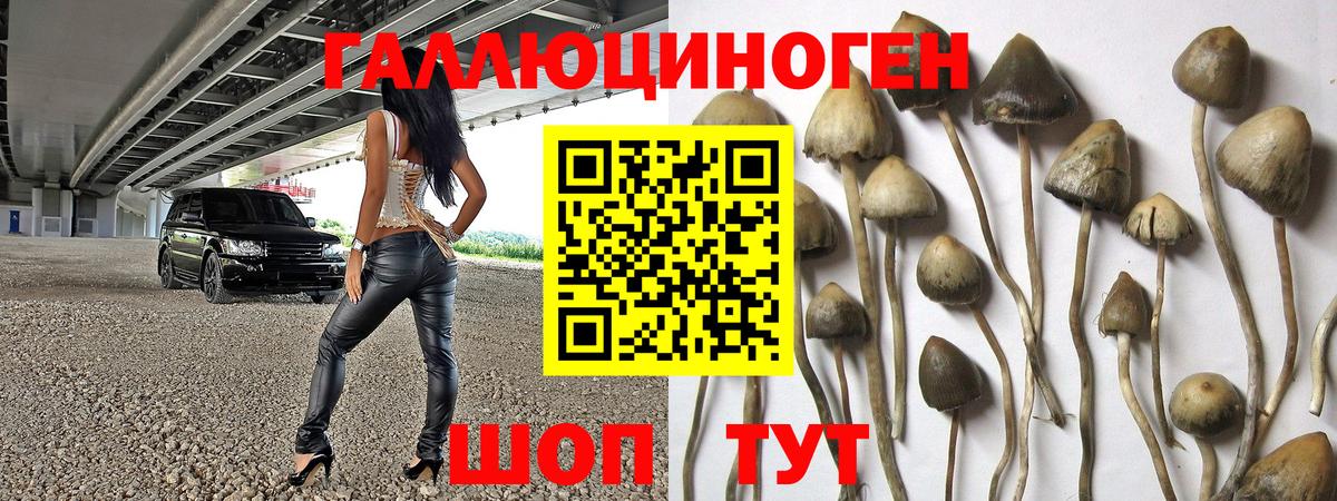 Псилоцибиновые грибы Psilocybe Бирск